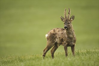 European roe deer (Capreolus capreolus) buck with velvet horns and shaggy winter coat in the