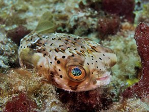 A small pufferfish with large eyes, brown spotted hedgehogfish (Diodon holocanthus), dive site