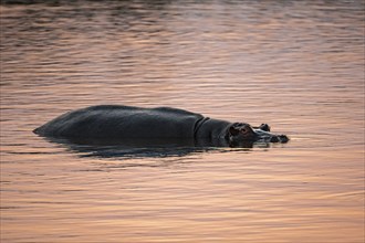 Hippopotamus (Hippopatamus amphibius), adult, in the water at sunset, Sabie River, Kruger National