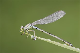 Small red-eyed damselfly (Erythromma viridulum), female, North Rhine-Westphalia, Germany, Europe