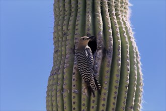 Gila woodpecker (Melanerpes uropygialis), adult, male, at breeding den, on saguaro cactus, Sonoran