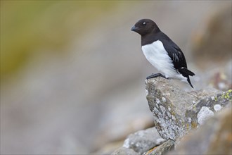 Cory's Grebe, Plautus alle, Dovekie, Little Auk, Mergule nain, Mérgulo atlantico, Longyearbyen,