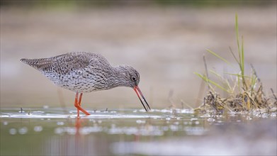 Common redshank (Tringa totanus) Snipe bird, searching for food in the mud, shallow water zone,