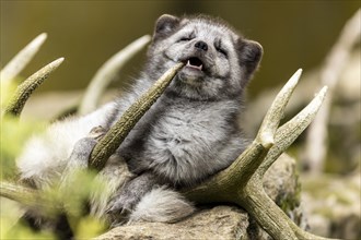 A fox bites humorously into an antler and shows a playful attitude, arctic fox (Alopex lagopus)