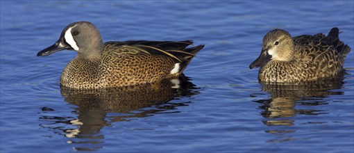 Blue-winged teals (Anas discors), two blue-winged teal swimming in the water, Viera Wetlands,