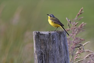 Western yellow wagtail (Motacilla flava), meadow wagtail, male on a wooden pole,