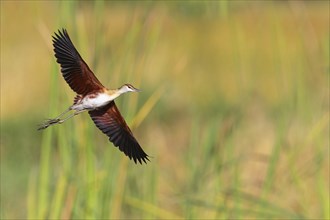 Blue-fronted Jacanas, (Actophilornis africana), Actophilornis africanus