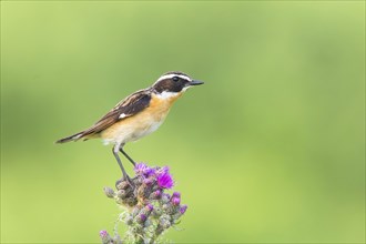 Whinchat (Saxicola rubetra), male standing on marsh thistle (Cirsium palustre), songbirds, animals,