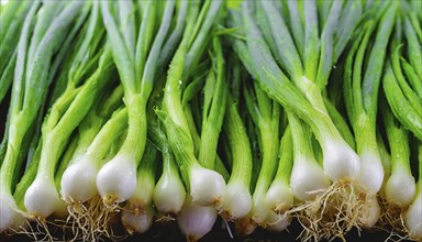 Vegetable, spring onion or spring onion, also known as winter onion, Allium fistulosum