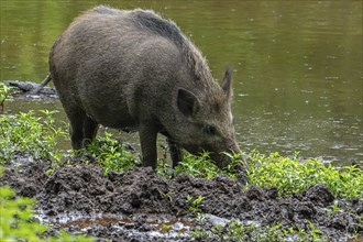 Wild boar (Sus scrofa) sow foraging by digging its snout in the mud on muddy river bank, riverbank