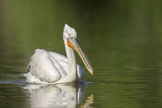 Dalmatian Pelican (Pelecanus crispus), swimming, Lake Kerkini, Central Macedonia, Greece, Europe