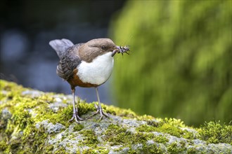 White-throated Dipper (Cinclus cinclus), with larvae in its beak, Rhineland-Palatinate, Germany,