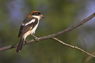 Woodchat shrike (Lanius senator), male, perch, Nahe valley, Lesbos island, Greece, Europe