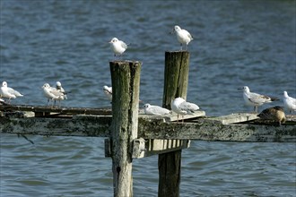 Black-headed gulls (Chroicocephalus ridibundus, syn. Larus ridibundus) on an old dilapidated jetty,