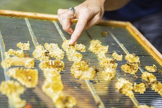 Jens Ardelt hiving a beehive. Since the beginning of 2023, 500, 000 new employees have been working