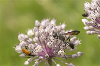 Mexican isodont (Isodontia mexicana) looking for pollen on a pink flower Bas rhin, Alsace, grand