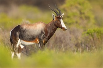 Bontebok, (Damaliscus pygargus), antelope, Table Mountain National Park Cape of Good Hope Nature