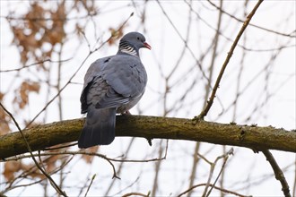 Common wood pigeon (Columba palumbus) sitting on a branch, Müritz National Park, Mecklenburg Lake