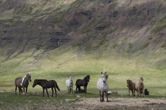 Group of Icelandic horses, Iceland, Europe