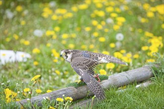 Greifenstein Castle Falcon from the castle falconry, ., Greifenstein, Thuringia, Germany, Europe