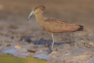 Hammerhead, Hammerhead, Hamerkop, (Scopus umbretta), Ombrette africaine, Avemartillo, Shadebird,