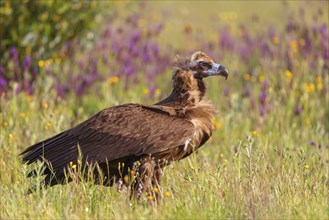 Monk Vulture, Monk Vulture, Black Vulture, (Cinereous Vulture), Aegypius monachus, Vautour moine,