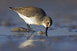 Dunlin (Calidris alpina), Bécasseau variable, Correlimos Comun, Ft. De Soto Park, St. Petersburg,