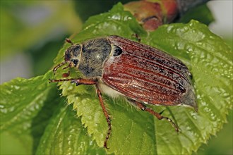 Cockchafer (Melolontha)