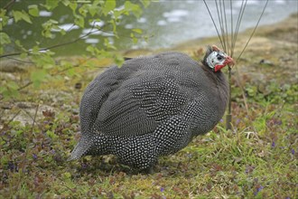 Guinea fowl, Helmeted guinea fowl