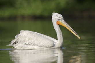 Dalmatian Pelican (Pelecanus crispus), swimming, Lake Kerkini, Central Macedonia, Greece, Europe