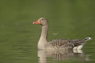 Greylag goose (Anser anser), swimming, North Rhine-Westphalia, Germany, Europe