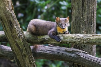 European pine marten (Martes martes), Germany, Europe