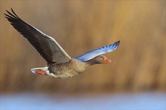 Greylag goose, Anser Anser, flight photo, lateral, flight photo, Wagbachniederung, Waghâ€°usl,