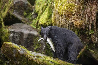 American Black Bear (Ursus americanus) with salmon in its mouth, rainforest, Southeast Alaska,