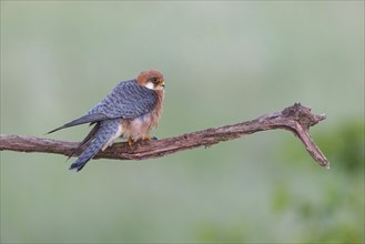 Red-footed Falcon, (Falco vespertinu), perching station, falcon family, Tower Hide, Tiszaalpar,