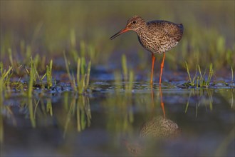 Common redshank (Tringa totanus), East Khawr / Khawr Ad Dahariz, Hungary, Europe