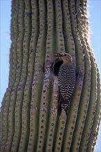 Gila woodpecker (Melanerpes uropygialis), adult, male, at breeding den, with food, on Saguaro