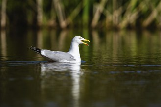 European Herring Gull, Larus argentatus on lake