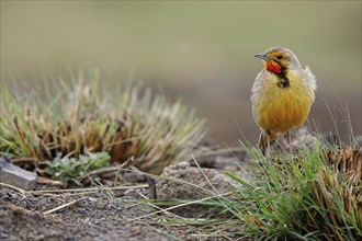 Large-spurred Pipit, cape longclaw (Macronyx capensis), Wakkerstrom surroundings, Wakkerstrom,