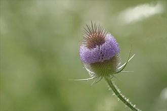 Wild teasel (Dipsacus fullonum), with wreath of flowers, Haiger, Hesse, Germany, Europe