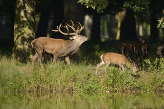 A Red deer (Cervus elaphus) male with a youngster at the edge of the woods