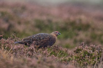 Red Grouse (Lagopus lagopus scotica) in the Highlands, Scotland, Great Britain