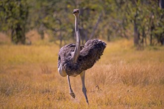 Struthio camelus, Ostrich, Botswana, Africa, Wildlife, Africa