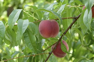 Peach (Prunus persica 'Maura'), Baum- und Rebschule Schreiber KG, Poysdorf, Lower Austria, Austria,