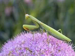 European mantis (Mantis religiosa), European Mantis, praying mantis, Kaiserstuhl, Calera Y Chozas,