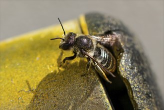 Close-up of a leafcutter bee (Megachile) crawling out of an old, rusty metal object, Ternitz, Lower