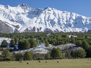 Snow-capped mountain range east of Villa Cerro Castillo, sheep grazing in a meadow, snow on hill,