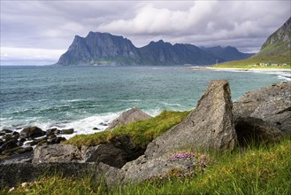 Seascape on the beach at Uttakleiv (Utakleiv), rocks and pink-coloured flowers in the foreground.