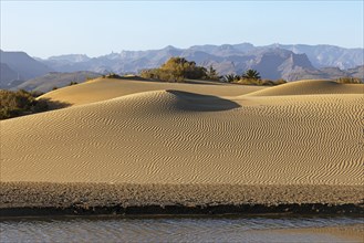 Nature reserve Dunes of Maspalomas, lagoon La Charca de Maspalomas and sand dunes in the evening