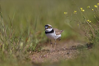 Little Ringed Plover, Little Plover, Little Plover, Charadrius dubius, Petit Gravelot, Chorlitejo